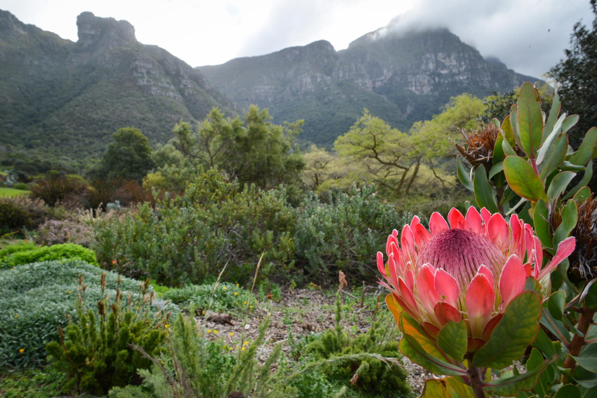 Cape Cadogan Boutique Hotel Cape Town Bagian luar foto
